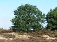 Klik op de foto voor groter formaat